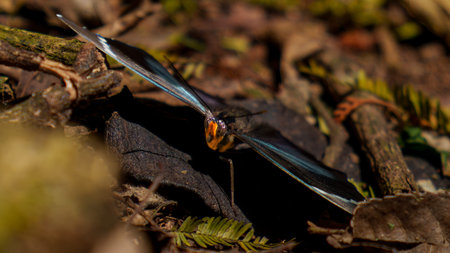 Preuss' forester or  Euphaedra preussi bright blue and balck winged butterfly showing orange...