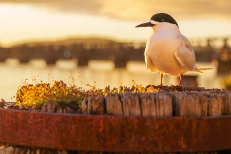 white fronted tern or sterna striata in foreground standing on top of old wharf pile back-lit by morning golden hour as sunrises.across Tauranga Harbour.の写真素材