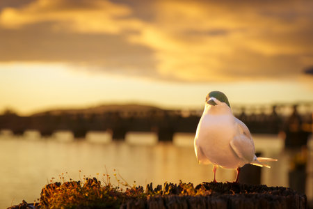 white fronted tern or sterna striata in foreground standing on top of old wharf pile back-lit by morning golden hour as sunrises.across Tauranga Harbour.の写真素材