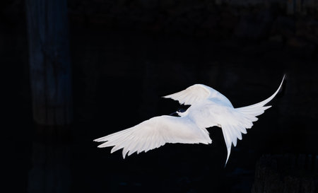 White-fronted tern, Tara orSterna striata  white bird is a sudden, arresting focusâ€”a flash...