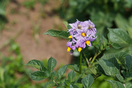 Blue flower closeup of potato or Solanum tuberosum cropping in Volcanoes National Park area of Rwanda.の写真素材