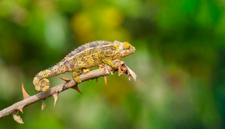 Trioceros rudis or chameleon on branch of bitter apple bush protected by thorns and camouflage in Rwanda district of Volcanoes National Park copy-space on right.の写真素材