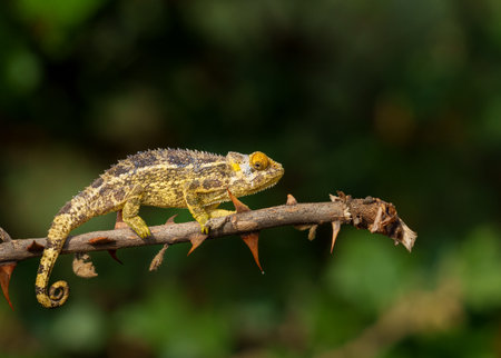 Trioceros rudis or chameleon on branch of bitter apple bush protected by thorns and camouflage in Rwanda district of Volcanoes National Park.の写真素材
