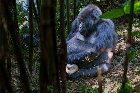 Gorilla trekking, eastern gorilla or Gorilla beringei adolescent sitting on ground among dark bamboo...