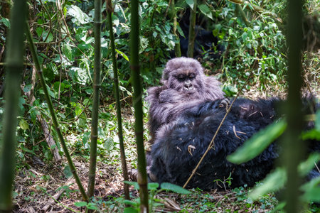 Gorilla trekking in  Rwanda