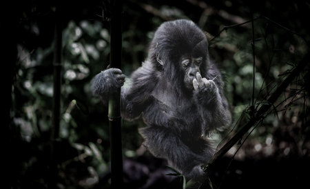 Gorilla trekking Eastern gorilla or Gorilla beringei scratching nose in Volcanoes National Park Rwanda.の写真素材