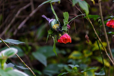 Variable Sunbird in bright red flowering bushes in Rwanda.