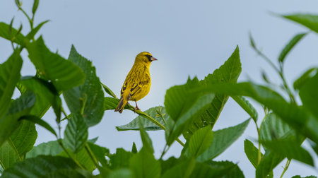 Cape Brimstone Canary or Crithagra sulphurata standing on shrub branch against blue sky surrounded green hibiscus leaves in Rwanda.の写真素材