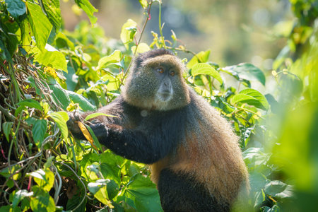 Golden monkey or Cercopithecus kandti in bushes feeding on foliage in Rwanda