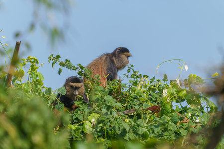 Golden monkey or Cercopithecus kandti in top of vine under blue sky in Rwanda