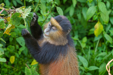 Golden monkey in Rwandaの写真素材