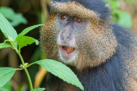 Golden monkey or Cercopithecus kandti portrait closeup in bushes  in open mouth in Volcanoes...