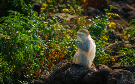 One juvenile Golden monkey or Cercopithecus kandti  with back to sun warming sitting on top of stone...