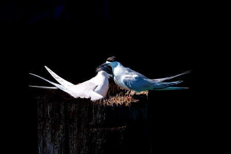 White-fronted tern or sterna striata couple nesting in old wharf poles in Tauranga New Zealand.の写真素材