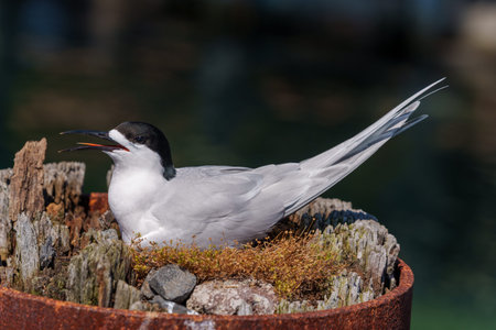 White-fronted tern or sterna striata nesting in old wharf poles beak open in Tauranga New Zealand.