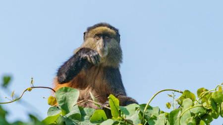 Golden monkey or Cercopithecus kandti portrait on top of vine covered tree looking toward camera with hand up  in Rwandaの写真素材