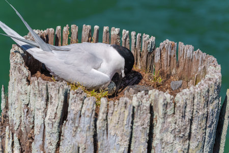 White-fronted tern or sterna striata rolling egg nesting in old wharf poles in Tauranga New Zealand.の写真素材