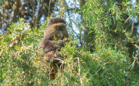 Golden monkey or Cercopithecus kandti feeding on foliage of cypress tree in Volcanoes National Park...