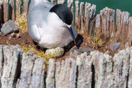 White-fronted tern or sterna striata sittong egg nesting in old wharf poles in Tauranga New Zealand.の写真素材
