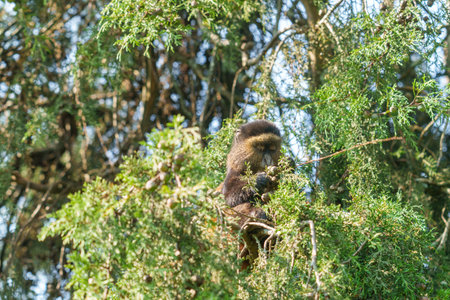Golden monkey or Cercopithecus kandti feeding on foliage of cypress tree in Volcanoes National Park Rwanda.の写真素材