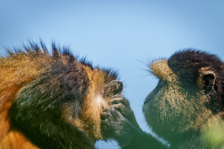 Golden monkey or Cercopithecus kandti high in tree closely inspecting another  in Rwandaの写真素材