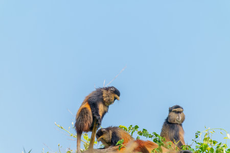 Golden monkey in Rwandaの写真素材