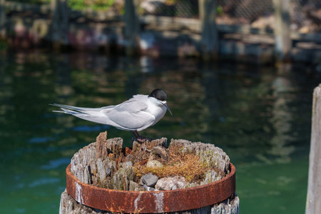 White-fronted tern or sterna striata nesting in old wharf poles standing on edge exposing one egg in...