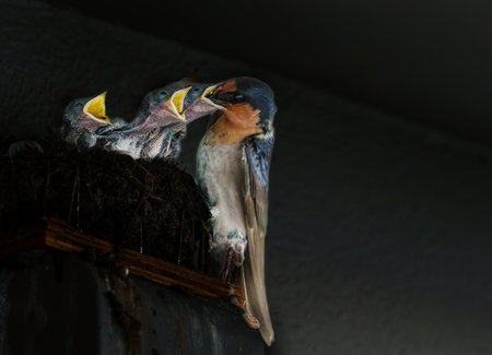 Welcome swallow or Hirundo neoxena chicks in nest with heads up and beaks wide open.の写真素材
