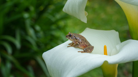 Frog among calla lily in Kinigi, Rwanda.
