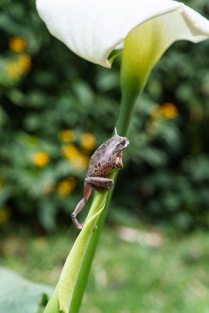 Frog closeup clinging to unfurled calla lily,Kinigi, Rwanda.の写真素材