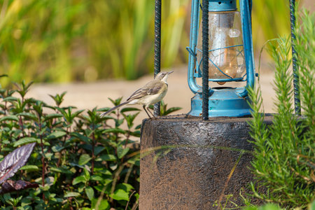 Cape Wagtail or Motacilla capensis on ground searching for food in Kinigi, Rwandaの写真素材
