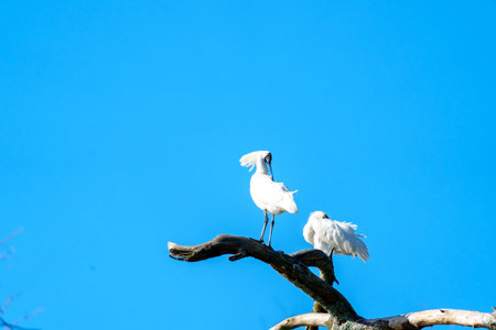 Large white birds, spoonbill or Platalea regia, high on branch against bright blue sky looking back in Tauranga New Zealand.の写真素材