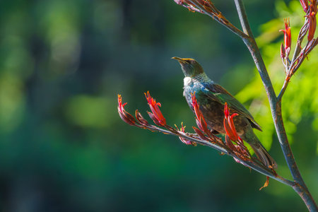 Tui or Prosthemadera novaeseelandiae  in spring showing pollen dust on front of head from seasonal...