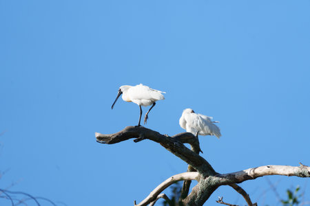 Large white birds,  royal spoonbill or Platalea regia, high on branch against bright blue sky in Tauranga New Zealand.の写真素材