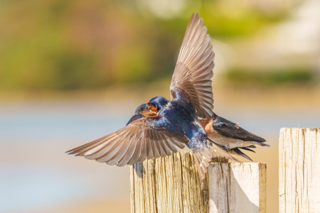 Family of three fledglings welcome swallow or Hirundo neoxena on post with parent flying in with food on coast at Tauranga.の写真素材