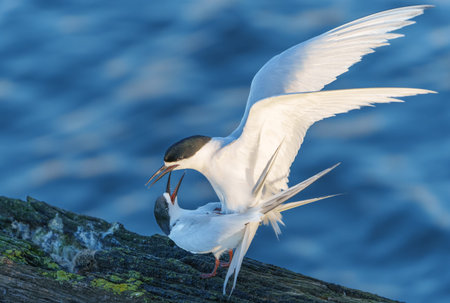 Pair white and black seabirds on old bridge ensuring the survival of species of white-fronted tern...