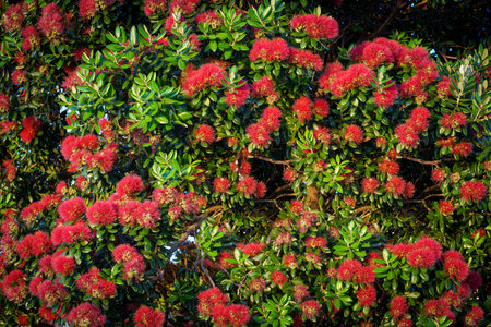 Brilliant red floral display of pohutukawa tree or Metrosideros excelsa,