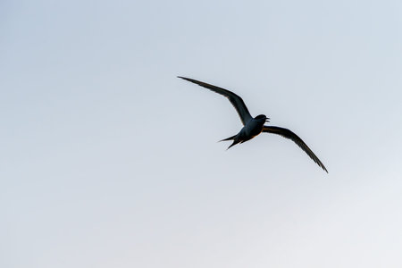 Seabird in silhouette and flight flying out of frame against sky with copy space for adding text.