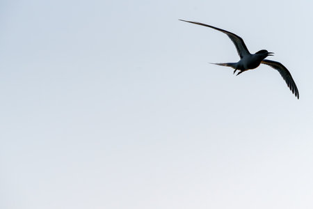 Seabird in silhouette and flight flying out of frame against sky with copy space for adding text.の写真素材