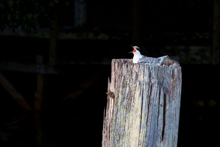 Wide open displaying bright red inside its beak a white-fronted tern or strena striata in juvenile...
