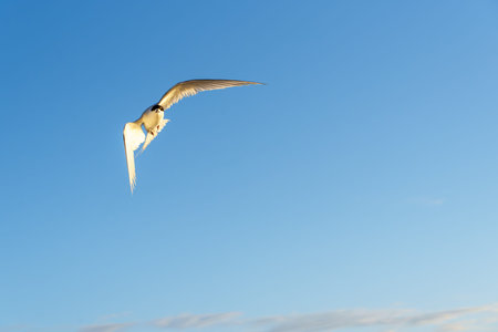 Flying towards camera white-fronted tern or sterna striata against blue sky in Tauranga.