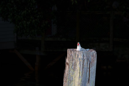 Wide open displaying bright red inside its beak a white-fronted tern or strena striata in juvenile...