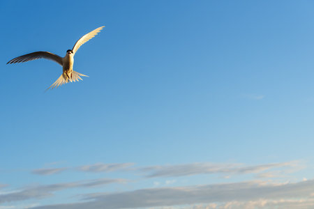 Flying towards camera white-fronted tern or sterna striata against blue sky in Tauranga.の写真素材