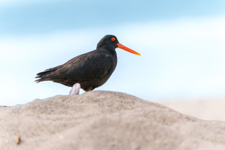 Striking black and orange variable oystercatcher or Haematopus unicolor on Main Beach at Mount Maunganui, Tauranga New Zealand.の写真素材