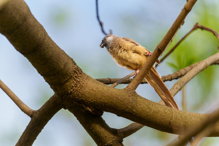 Speckled Mousebird or Colius striatus in tree with fruit in beak in Arusha Tanzania.の写真素材