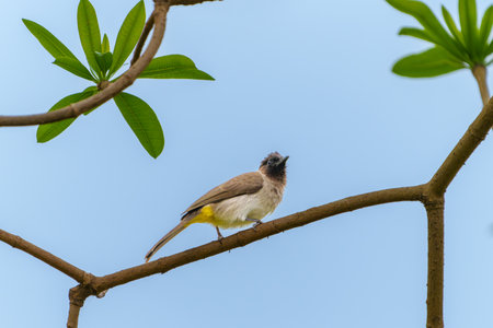 Common Bulbul or Pycnonotus barbatus on branch in Arusha Tanzania.の写真素材