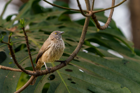 Arrow-marked Babbler or Turdoides jardineii in a tree in Arusha Tanzania,の写真素材