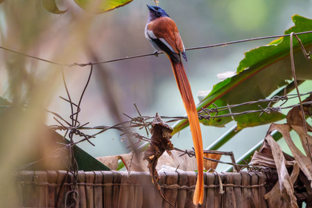 African Paradise-Flycatcher or Terpsiphone viridiswith it's beautiful long orange/brown tail in Arusha Tanzania.の写真素材