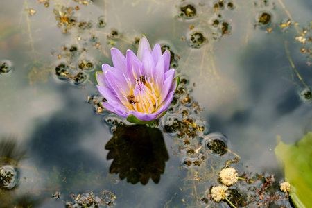 Egyptian water lily,blue water lily, sacred blue lily or Nymphaea caerulea in pond with bee collecting pollen in Arusha Tanzania.の写真素材