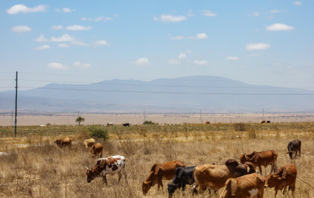 Tanzania Rural area -September 11 2025; Grazing cattle in East Africa on wide flat arid land with mountain range in background.の写真素材